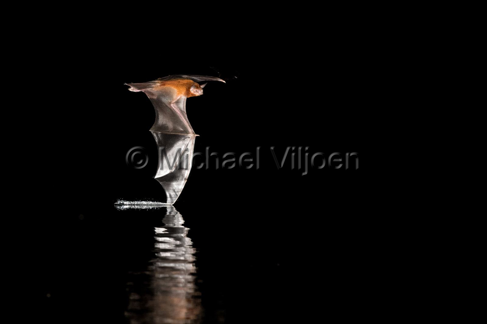 Mammals Photography